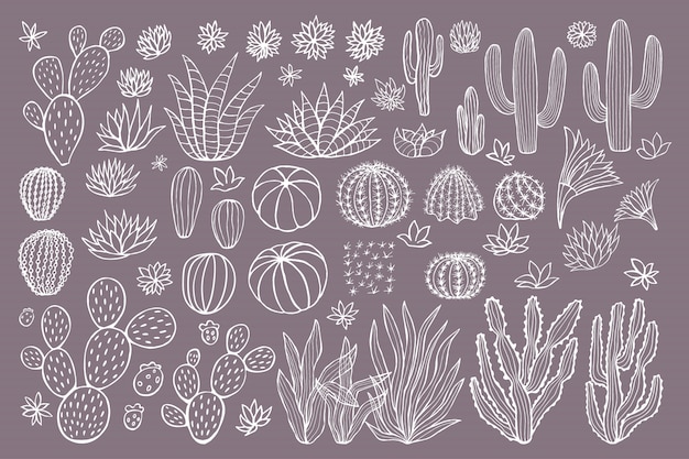 Cactus succulent collection. Cacti sketchy style pastel background. Hand drawn cactuses  illustration