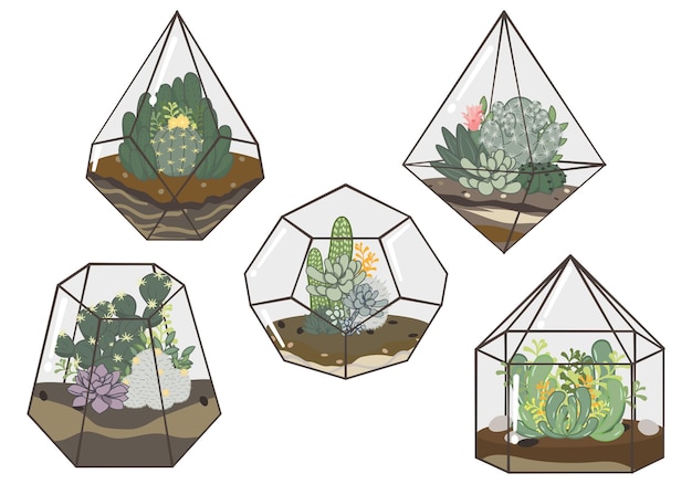 Vector cactus and succulent garden set in a terrarium. stylish and classic miniature garden set.