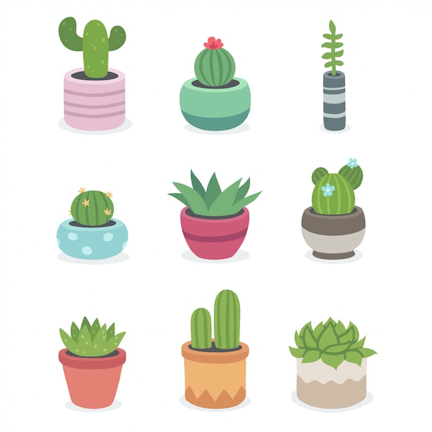 Cactus and succulent plants in pots