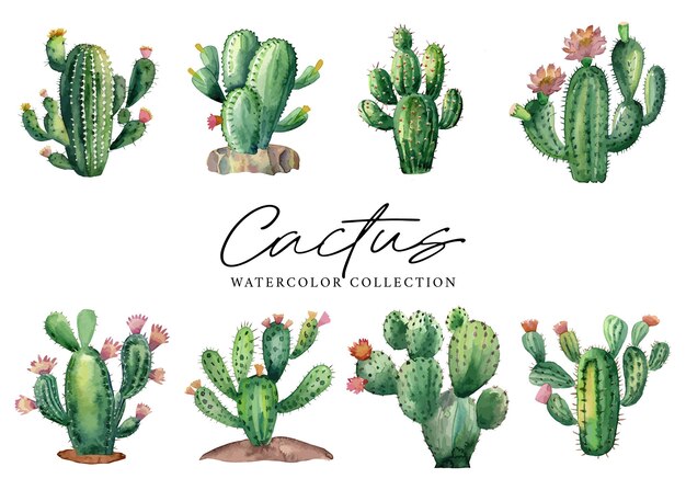 Cactus succulents plants Watercolor collection on white background