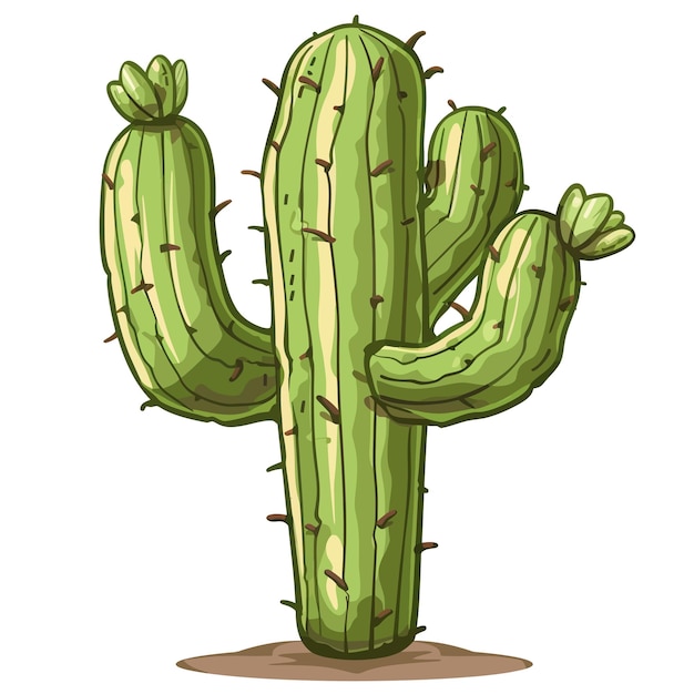 Vector cactus vector