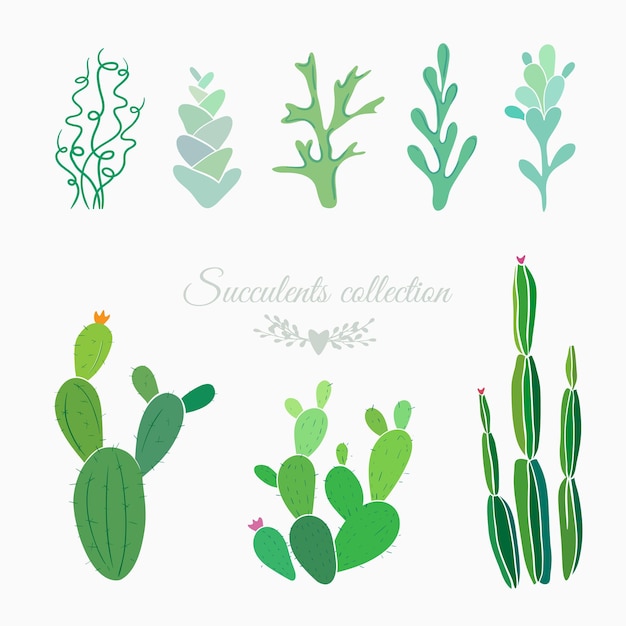 Cactuses ferns moss and succulents isolated on white vector floral elements