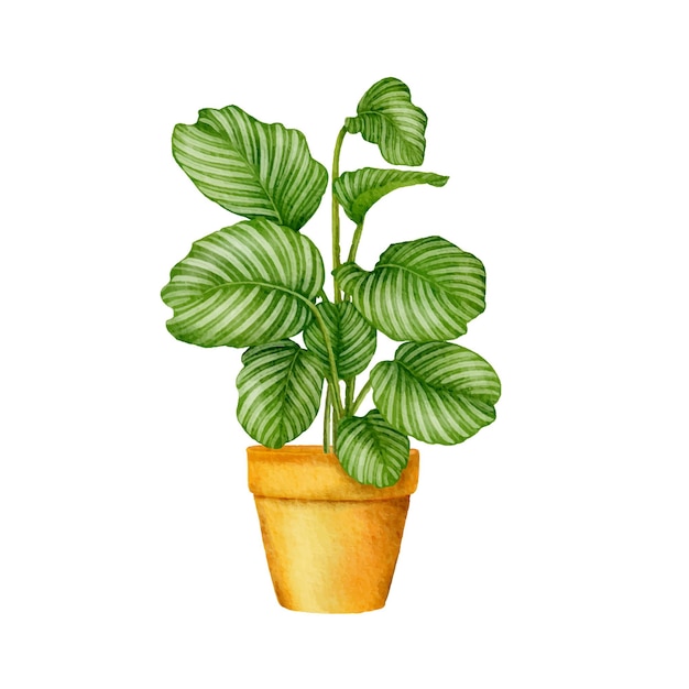 Calathea orbifolia leaf digital painting