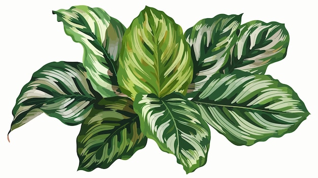 Calathea Ornata PinStripe Leaves