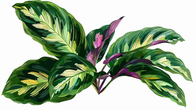 Vector calathea ornata pinstripe leaves