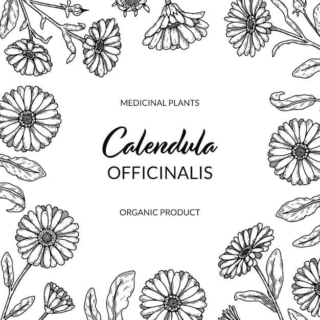 Calendula frame with hand drawn elements Vector illustration in sketch style Packaging design