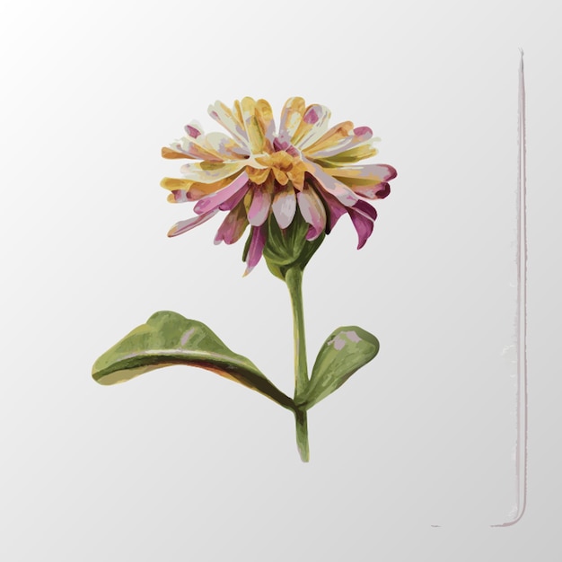 Vector calendula herbarium simple sketch coloured pencil orange color vector illustration