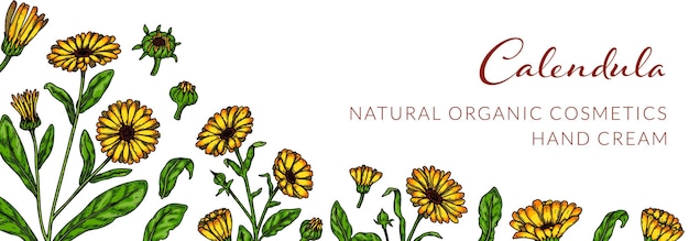 Calendula horizontal background with hand drawn elements Vector illustration in colored sketch style