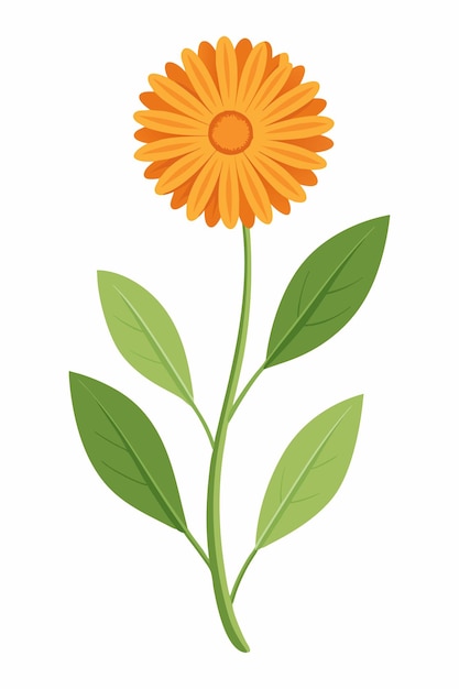 Calendula plant minimal design vector illustration