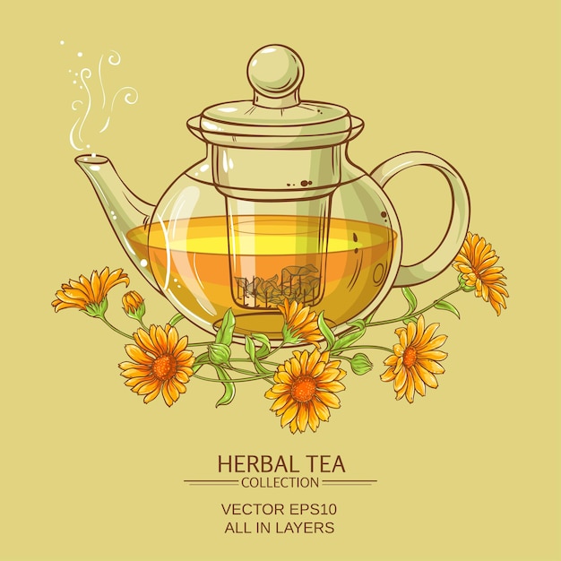 Calendula tea vector illustration