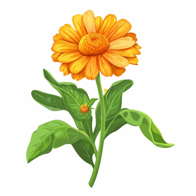 Vector calendula