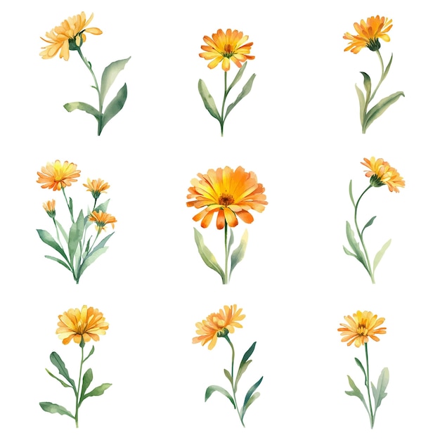 CalendulaWatercolor calendula flowers set Hand painted illustration isolated on white background