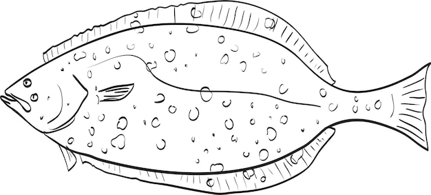 California halibut Side View Cartoon Drawing