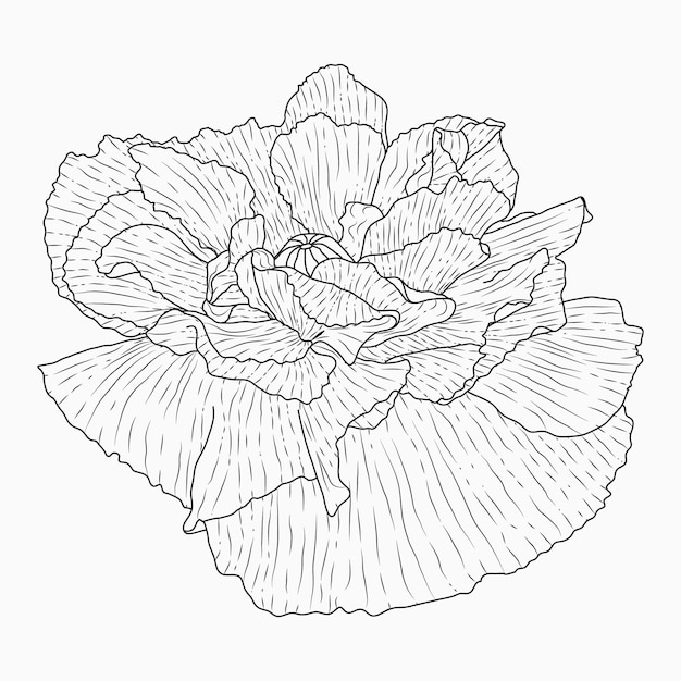 California poppy flowers drawn and sketch with lineart on white backgrounds