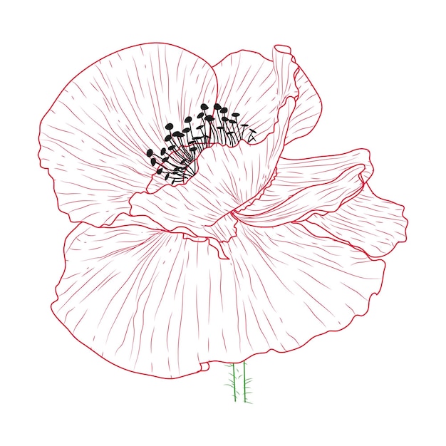 California poppy flowers drawn and sketch with lineart on white backgrounds