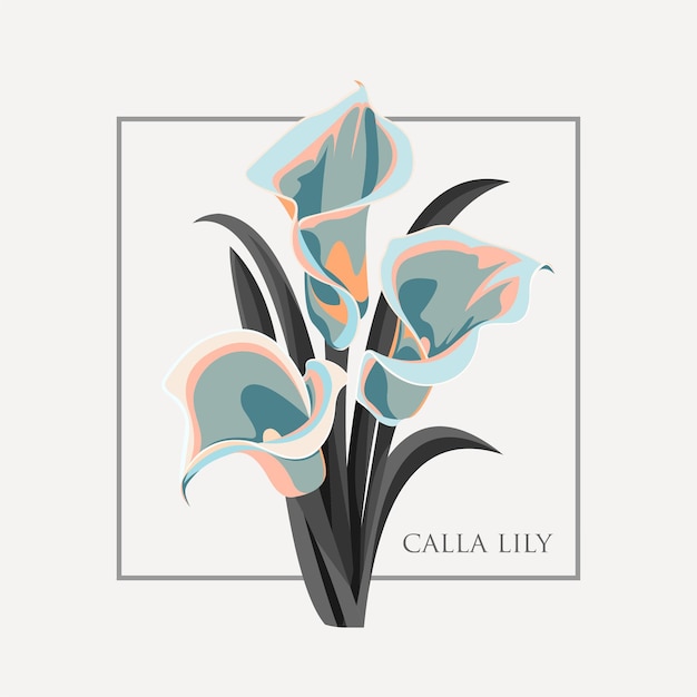 calla lily flower illustration  