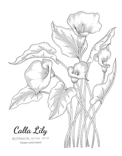 Calla Lily flower and leaf botanical hand drawn illustration. 