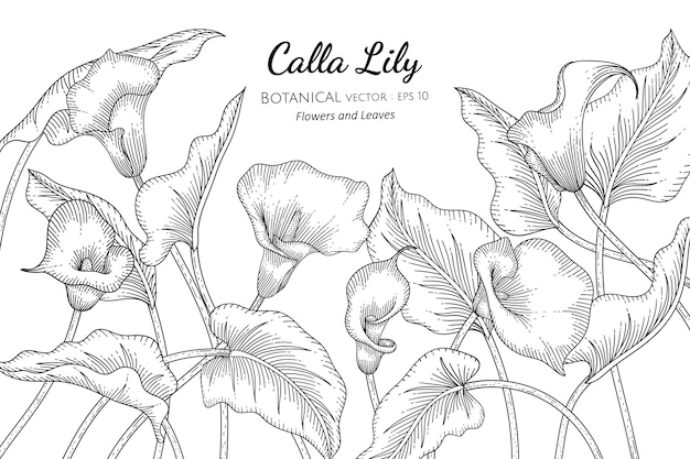 Calla Lily flower and leaf hand drawn botanical illustration with line art on white backgrounds.  