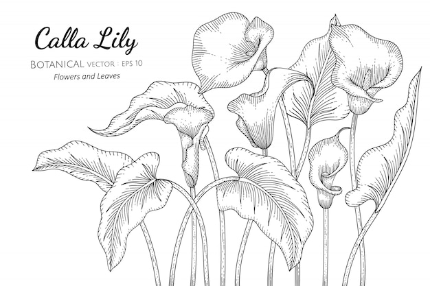 Calla Lily flower and leaf hand drawn botanical illustration with line art  