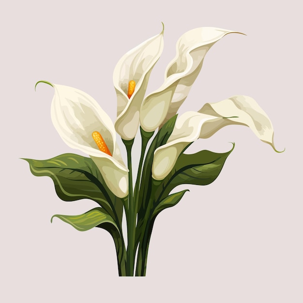 Calla lily flowers