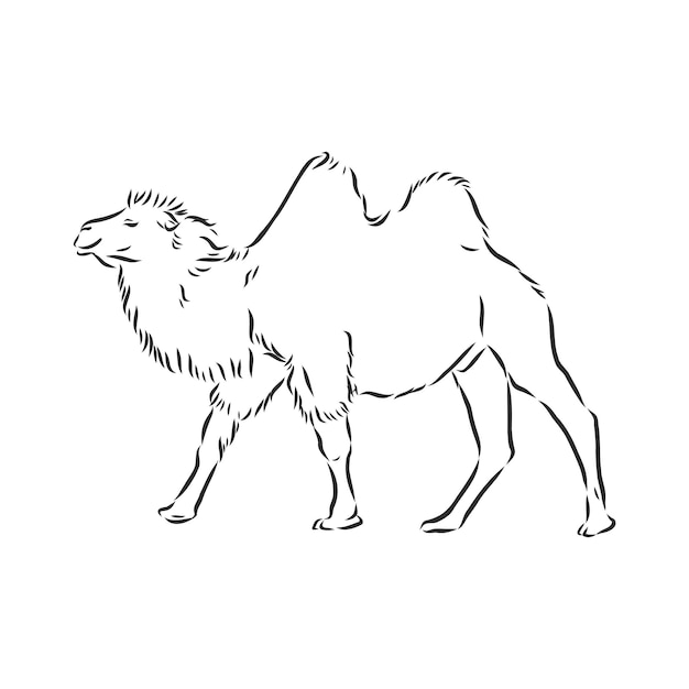 Camel Hand drawn vector illustration  camel vector sketch illustration