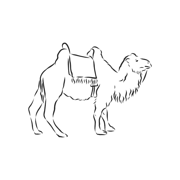 Camel Hand drawn vector illustration  camel vector sketch illustration