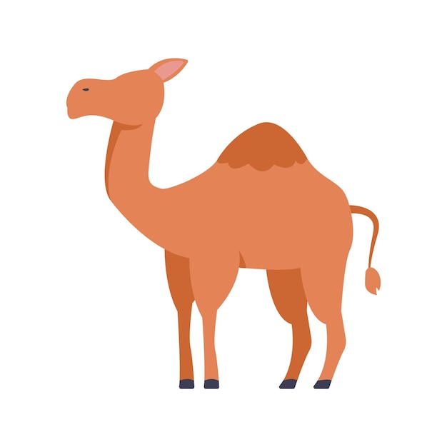 Camel Illustration