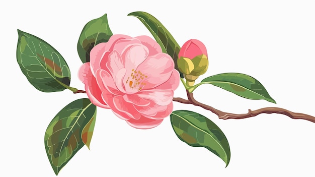 Vector camellia flower clipart vector illustration