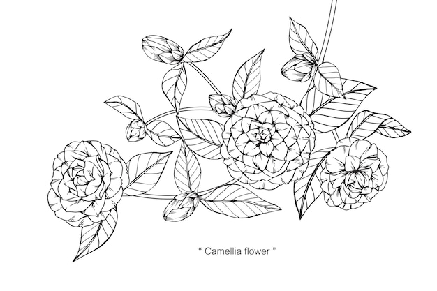 Camellia flower drawing illustration.