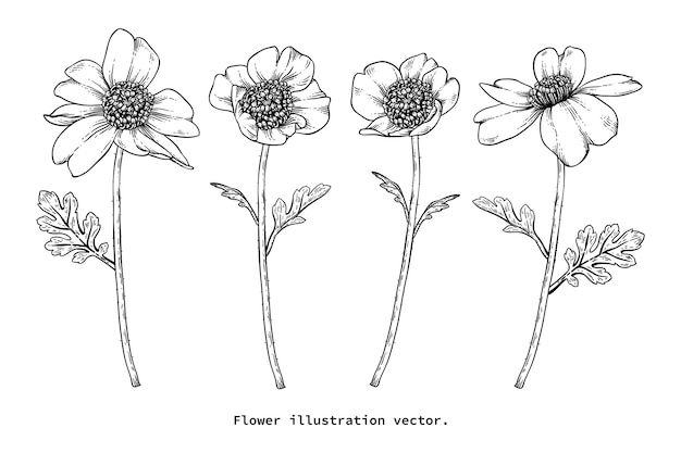 Camellia flower drawings