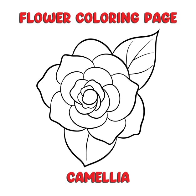 Vector camellia flowers coloring book for kids