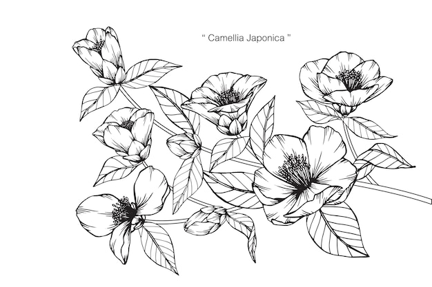 Camellia Japonica 