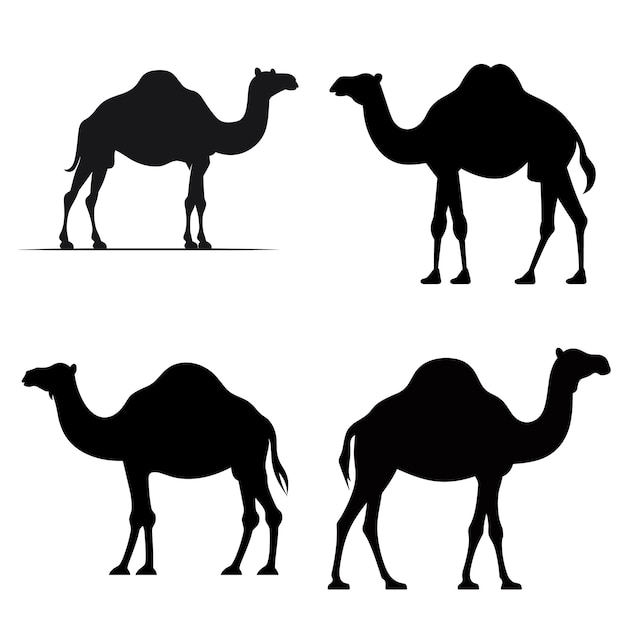 camels are shown in black and white