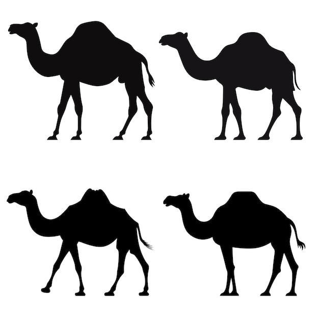 camels are shown with a white background