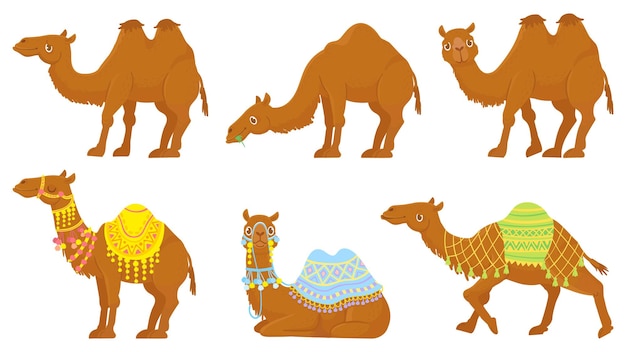 Camels set. Wild and domesticated desert caravan animals with saddle