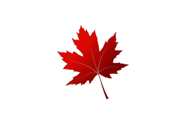 Canadian maple leaf white background