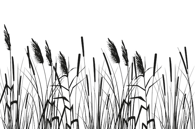 Cane silhouette on white background. Vector hand drawing sketch with reeds.