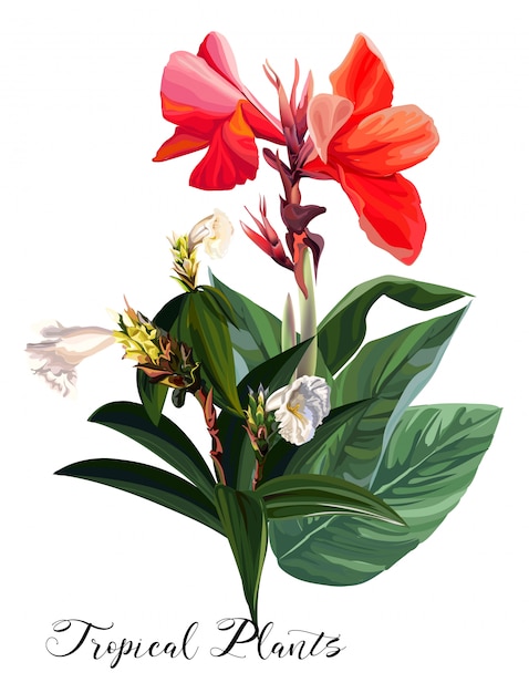 Canna lily flowers -vector