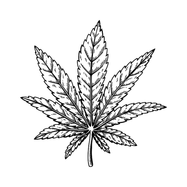 Vector cannabis leaf sketch marijuana botanical drawing hand drawn vector illustration