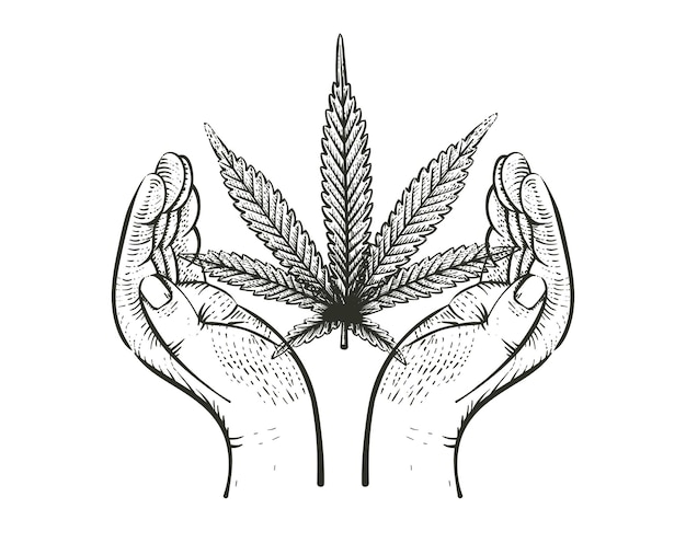 Vector cannabis leaf with caring hands logo label in vintage grunge style vector illustration