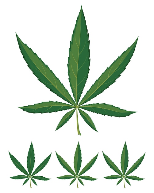 Cannabis leaves over white background