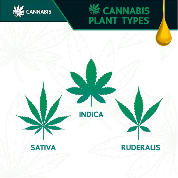 Cannabis sativa indica and ruderalis leaves vector illustration