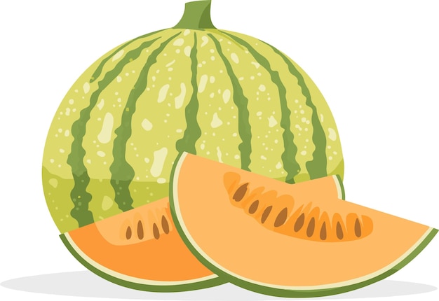 Vector cantaloupe melon with two slices juicy orange