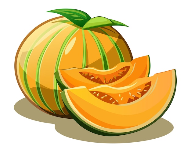 Vector cantaloupes vector illustration on white background