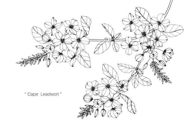 Cape Lead wort flower drawing illustration.