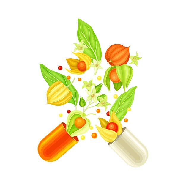 Vector capsule halves with floating cape gooseberry as vitamins and supplement vector illustration