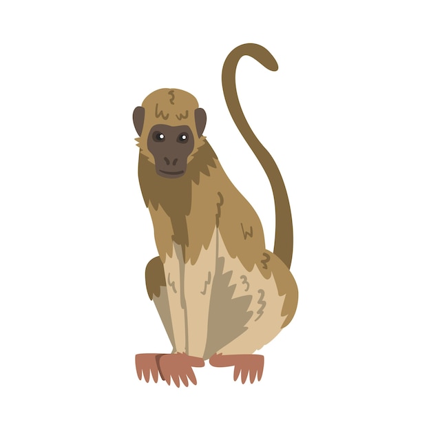 Vector capuchin monkey as omnivorous ape with light brown back and creamy underside vector illustration