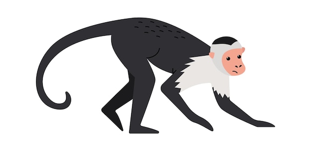 Capuchin monkey Exotic Animal Vector illustration