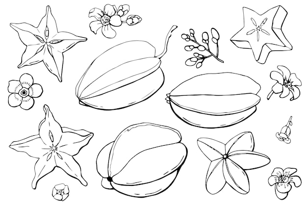 Carambola linear set. White background, isolate. vector illustration.