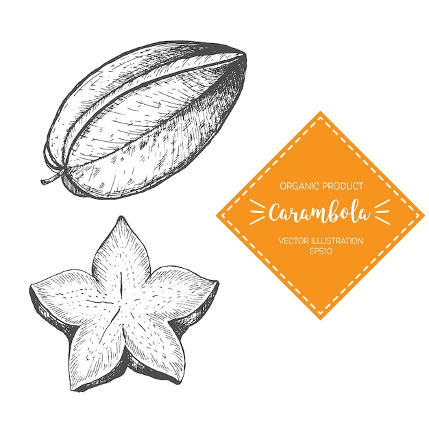 Carambola vector illustration. Hand-drawn design element. A fruit drawn in vintage style